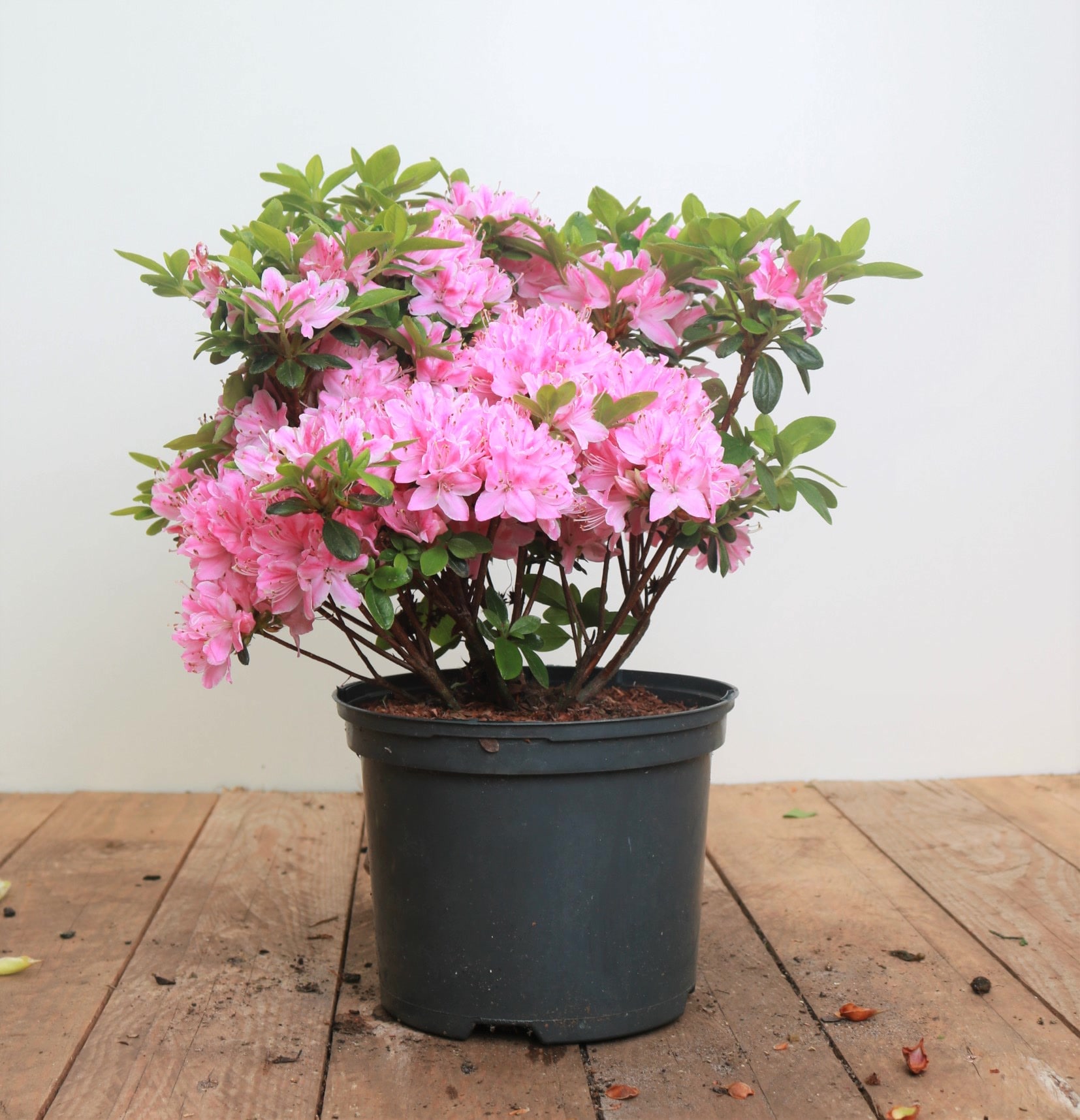 Rhododendron obt. 'Kermesina Rose', rosa Bl&uuml;ten, 30&ndash;40 cm 