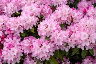 Rhododendron yak. 'Tina Heinje', rosa Blüten, 25–30 cm 