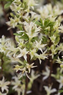 Rhododendron atlanticum, Azalee, weiß-rosa, 30–40 cm 
