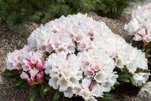 Rhododendron yakushimanum 'Edelweiß', weiß, 20–25 cm 