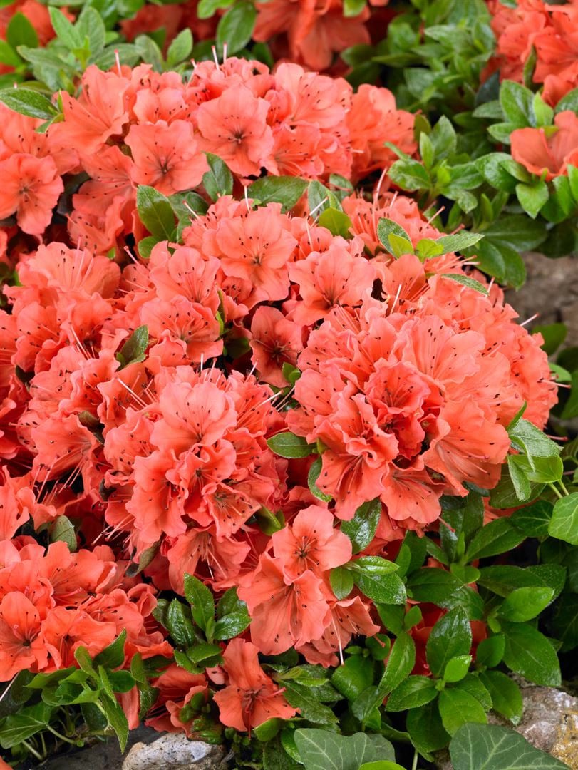 Rhododendron obt. 'Geisha Orange', orange Bl&uuml;ten, 30&ndash;40 cm 