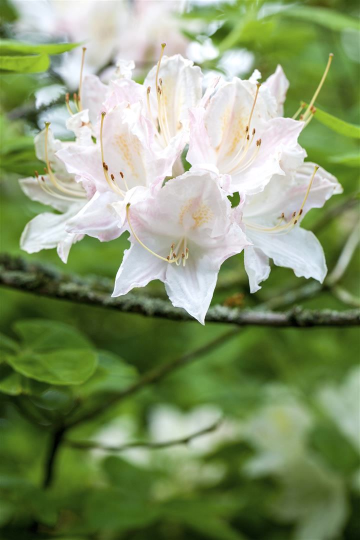 Rhododendron luteum 'Whitethroat', gelb, 30&ndash;40 cm 
