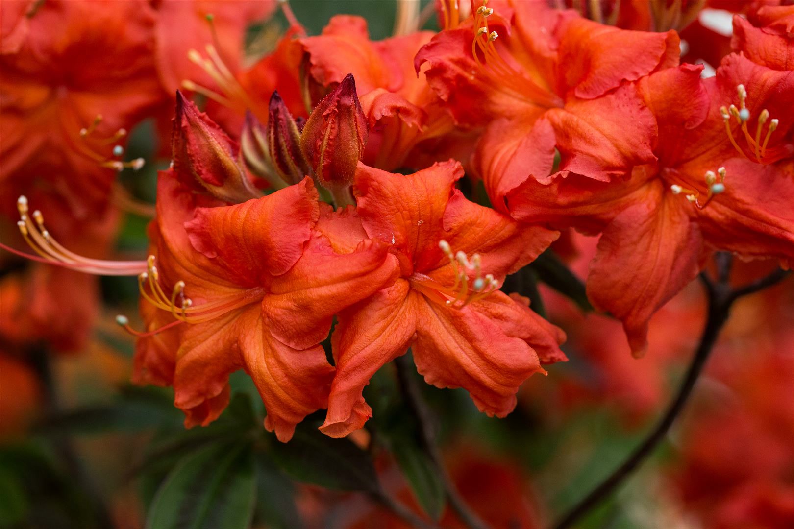 Rhododendron luteum 'Balzac', gelb, 40&ndash;50 cm 