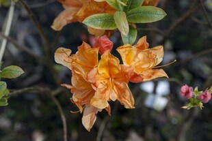 Rhododendron luteum 'Glowing Embers', gelb-orange, 40–50 cm 