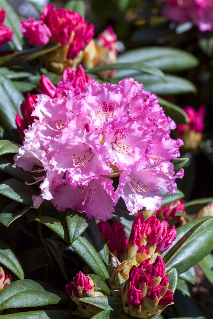 Rhododendron yakushimanum 'Arabella', rosa Bl&uuml;ten, 25&ndash;30 cm 