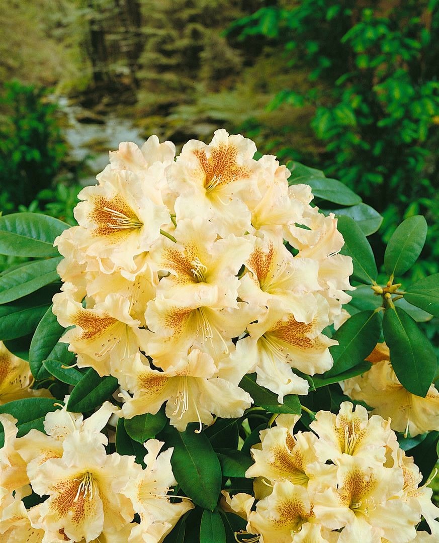 Rhododendron Hybr. 'Bernstein', gelb-orange, 30&ndash;40 cm 