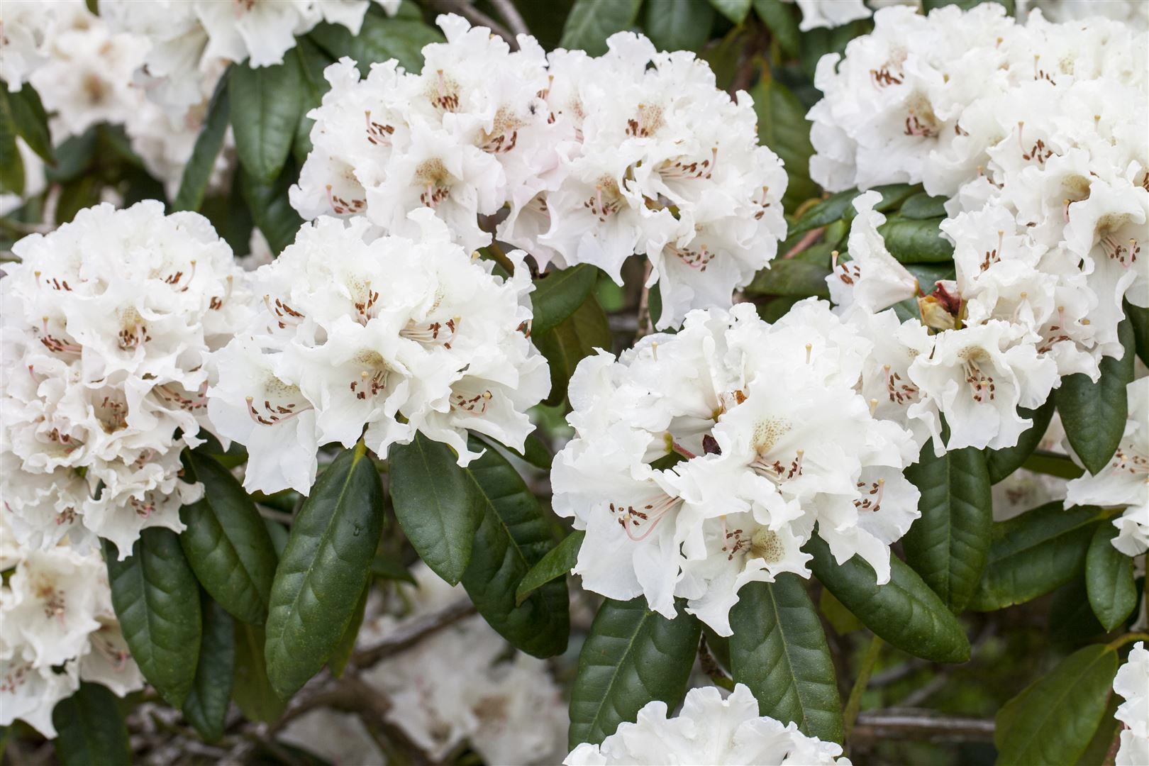 Rhododendron Hybr. 'Bellini', rosa Bl&uuml;ten, 30&ndash;40 cm 