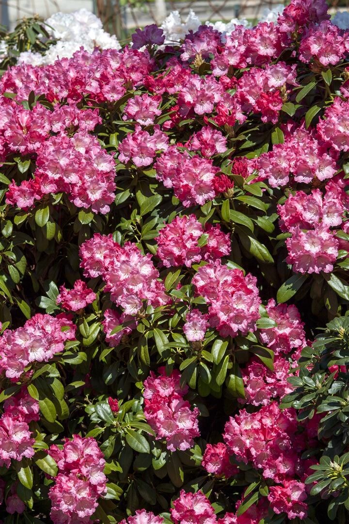 Rhododendron yakushimanum 'Morgenrot', rosa Bl&uuml;ten, 30&ndash;40 cm 