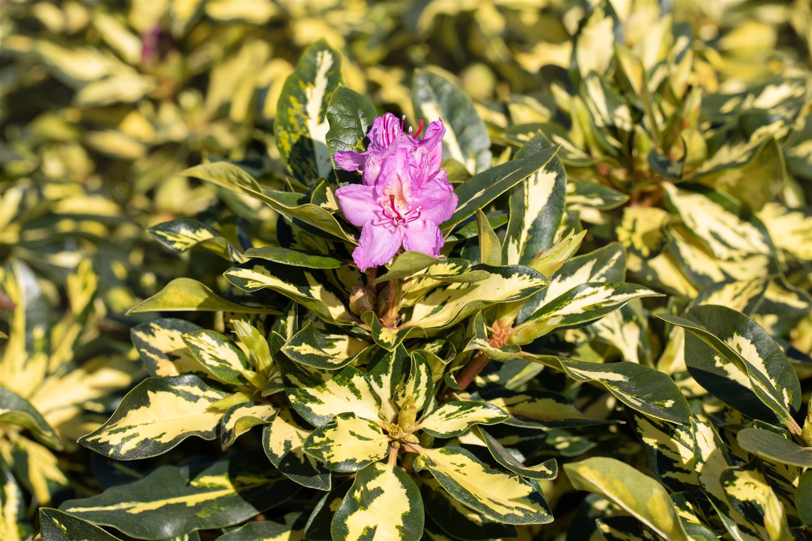 Rhododendron Hybr. 'Blattgold', Rhododendron, gelbgr&uuml;n, 30&ndash;40 cm 