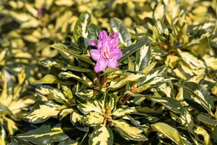 Rhododendron Hybr. 'Blattgold', Rhododendron, gelbgrün, 30–40 cm 