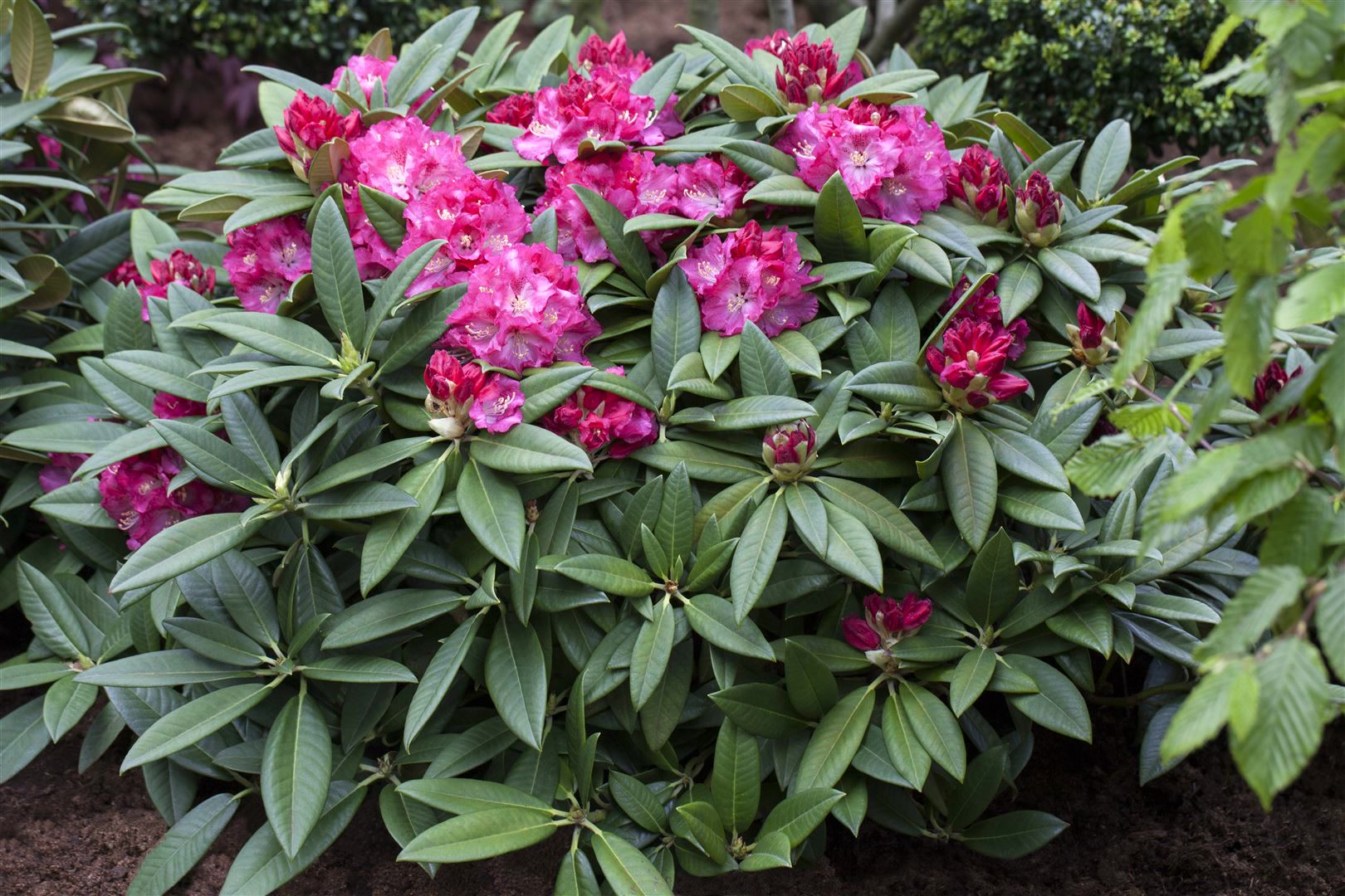 Rhododendron Hybr. 'Berliner Liebe', rosa Bl&uuml;ten, 30&ndash;40 cm 
