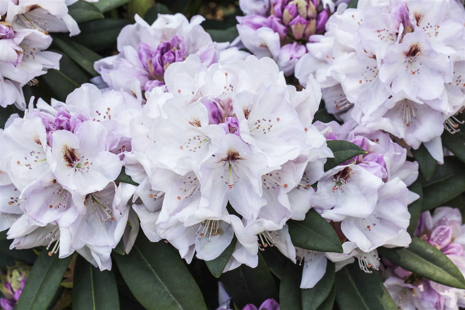 Rhododendron Hybr. 'Bismarck', Rhododendron, rosa, 30&ndash;40 cm 
