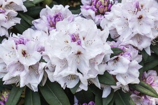 Rhododendron Hybr. 'Bismarck', Rhododendron, rosa, 30–40 cm 