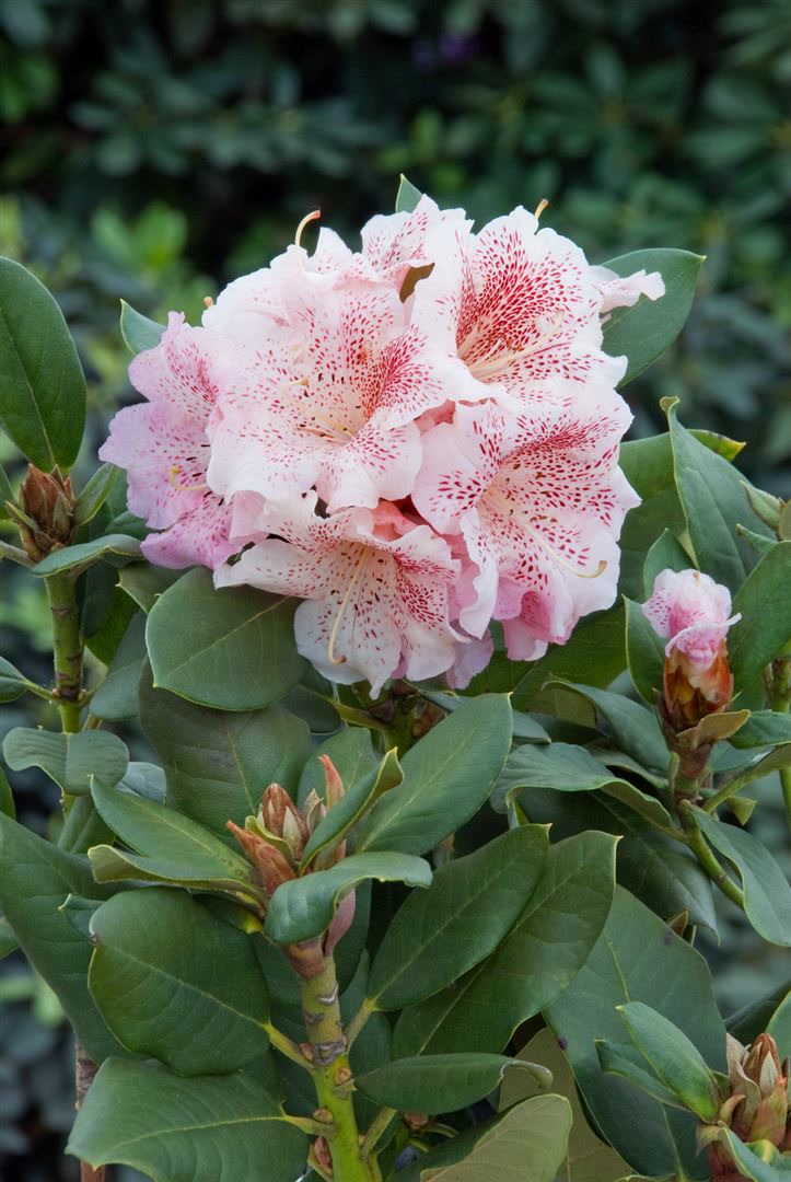 Rhododendron Hybr. 'Double Dots', rosa-wei&szlig;, 30&ndash;40 cm 