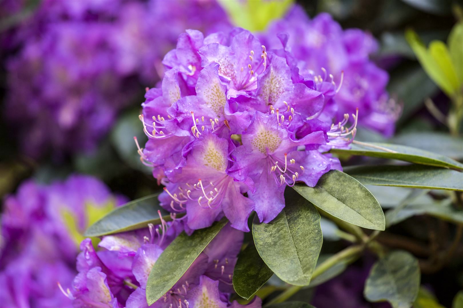 Rhododendron Hybr. 'Effner', Rhododendron, 30&ndash;40 cm, rosa Bl&uuml;ten 