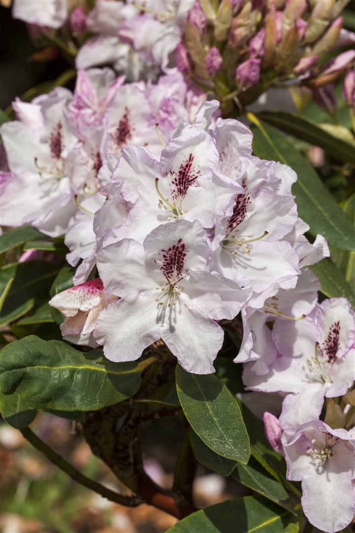 Rhododendron Hybr. 'Gudrun', Rhododendron, 30&ndash;40 cm, rosa Bl&uuml;ten 