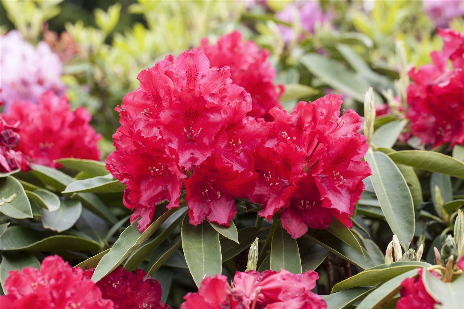 Rhododendron Hybr. 'Lagerfeuer', leuchtend rot, 30&ndash;40 cm 