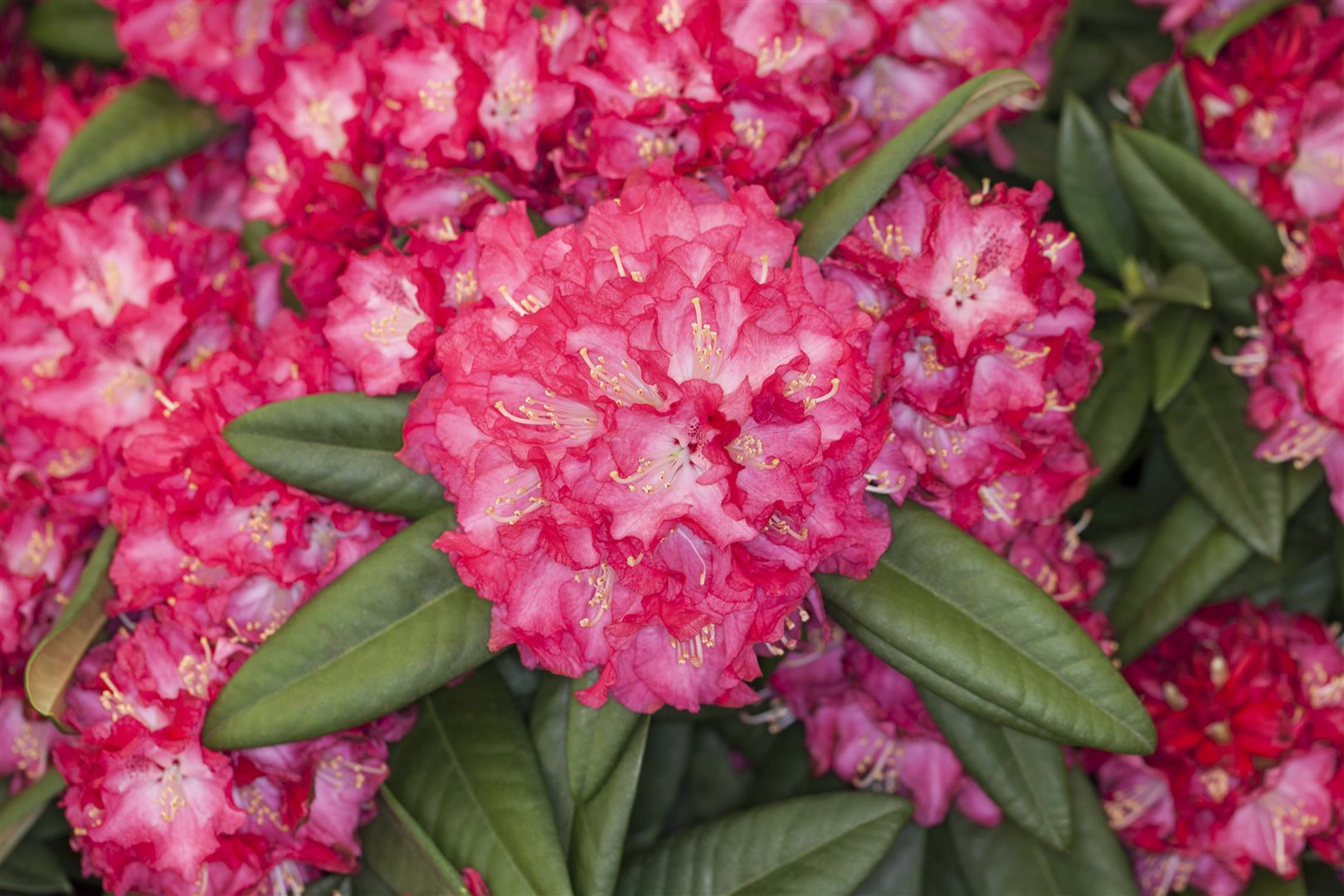 Rhododendron Hybr. 'Nofretete', Rhododendron, rosa Bl&uuml;ten, 30&ndash;40 cm 