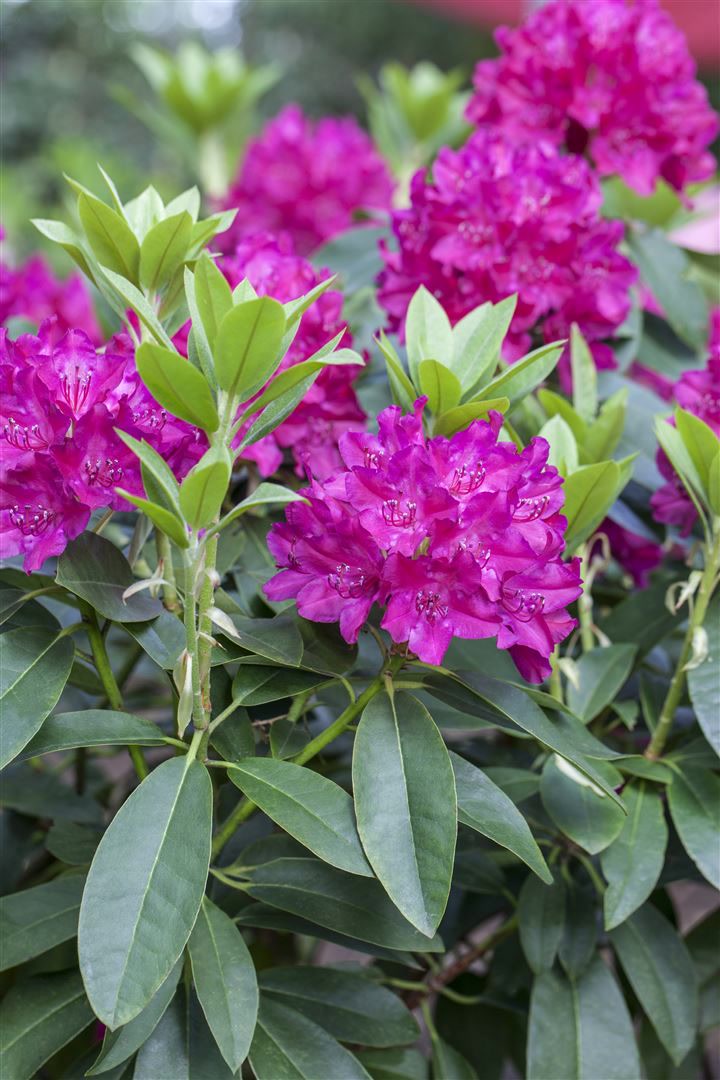 Rhododendron Hybr. 'Renata', Rhododendron, rot, 30&ndash;40 cm 