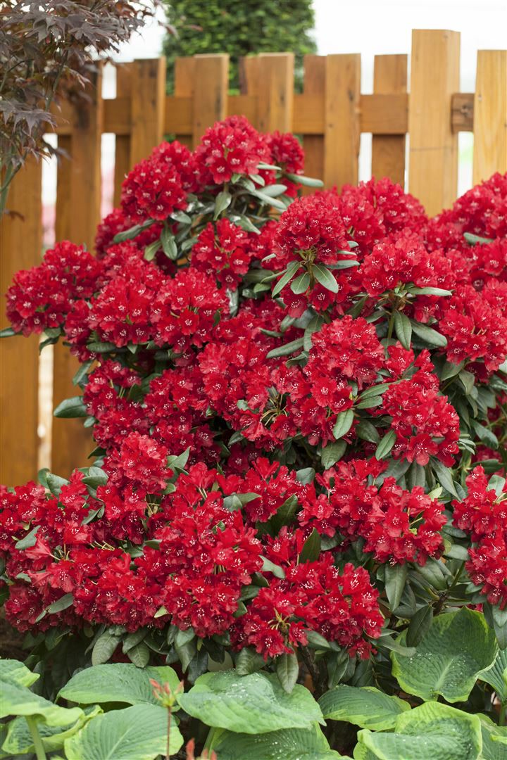 Rhododendron Hybr. 'Sammetglut', leuchtend rot, 30&ndash;40 cm 
