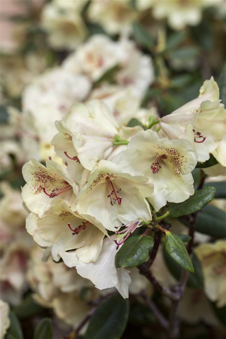 Rhododendron Hybr. 'Viscy', Rhododendron, 30&ndash;40 cm 