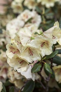 Rhododendron Hybr. 'Viscy', Rhododendron, 30–40 cm 