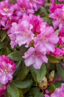 Rhododendron yakushimanum 'Blurettia', rosa Blüten, 30–40 cm 