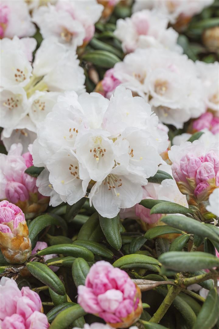 Rhododendron yakushimanum 'Koichiro Wada', wei&szlig;, 30&ndash;40 cm 