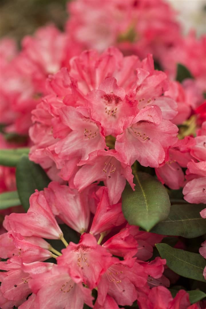 Rhododendron yakushimanum 'Sneezy', rosa Bl&uuml;ten, 30&ndash;40 cm 