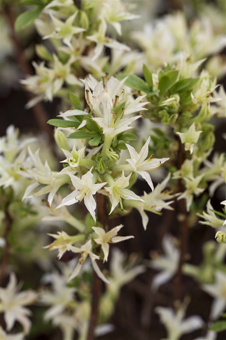 Rhododendron atlanticum, Azalee, wei&szlig;-rosa Bl&uuml;ten, 40&ndash;50 cm 
