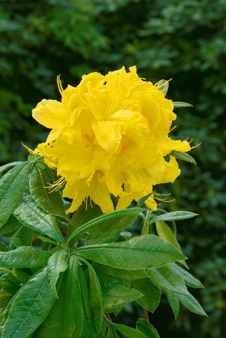 Rhododendron luteum 'Goldst&uuml;ck', gelb, 40&ndash;50 cm 