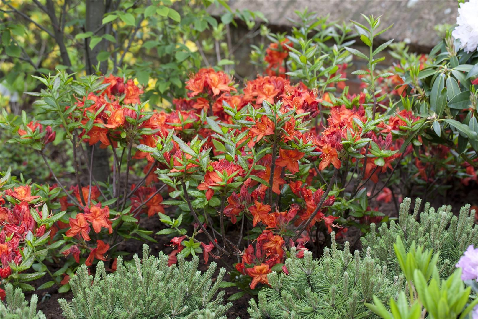 Rhododendron luteum 'Parkfeuer', gelb-orange, 40&ndash;50 cm 