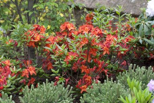 Rhododendron luteum 'Parkfeuer', gelb-orange, 40–50 cm 