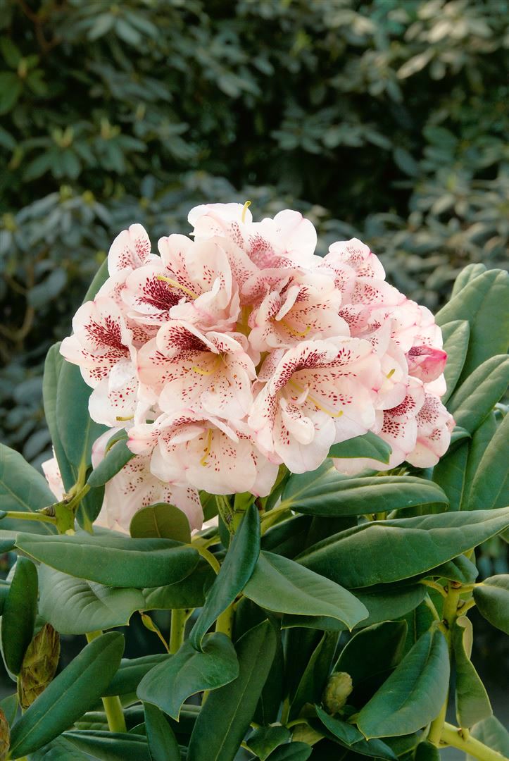 Rhododendron Hybr. 'Prinses Maxima', rosa Bl&uuml;ten, 30&ndash;40 cm 