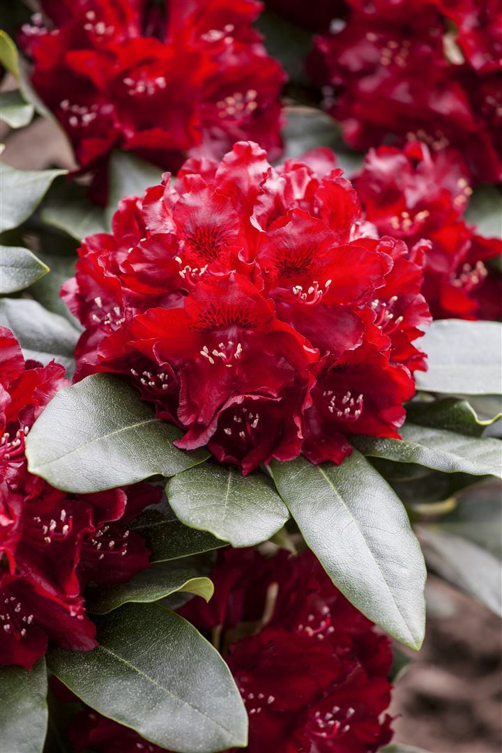 Rhododendron Hybr. 'Cherry Kiss', Rhododendron, rot, 30&ndash;40 cm 