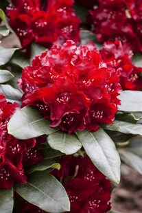 Rhododendron Hybr. 'Cherry Kiss', Rhododendron, rot, 30–40 cm 