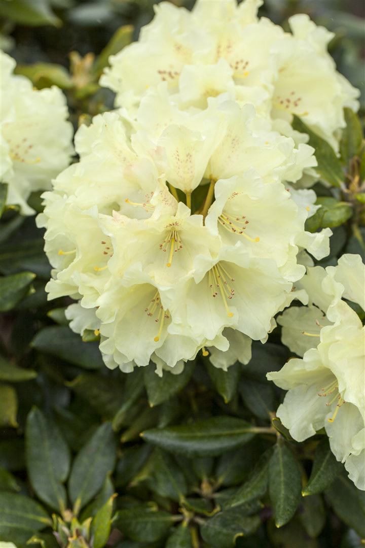 Rhododendron Hybr. 'Goldkrone', gelb, 30&ndash;40 cm 