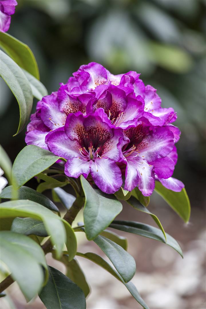 Rhododendron Hybr. 'Hans Hachmann', Rhododendron, rot, 30&ndash;40 cm 
