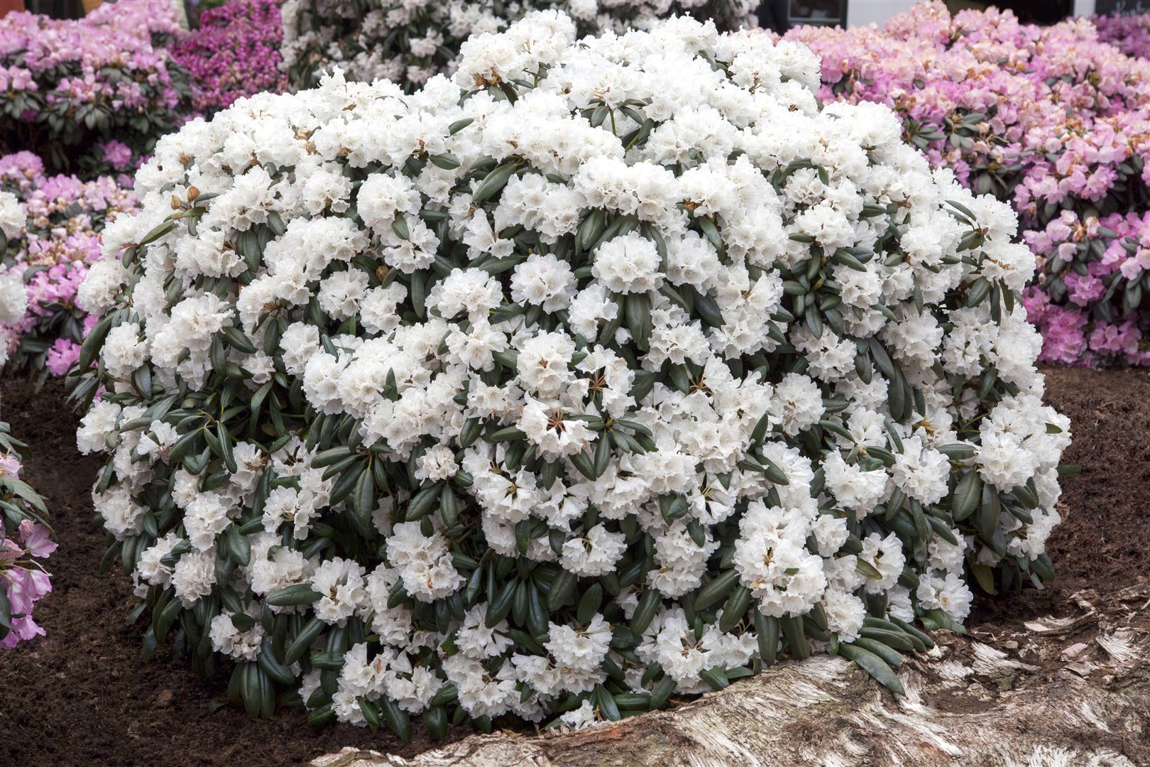 Rhododendron yakushimanum 'Schneekissen', wei&szlig;, 30&ndash;40 cm 