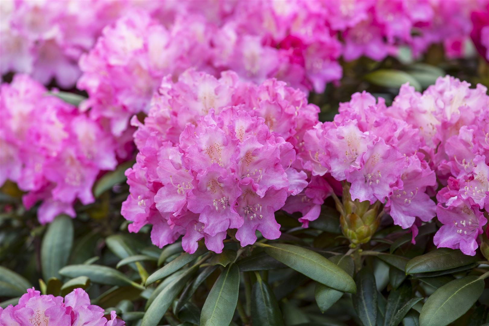 Rhododendron Hybr. 'Anastasia', Rhododendron, rosa Bl&uuml;ten, 40&ndash;50 cm 