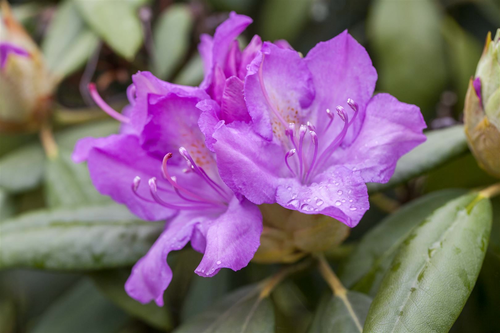 Rhododendron Hybr. 'Catawbiense Boursault', lila Bl&uuml;ten, 40&ndash;50 cm 