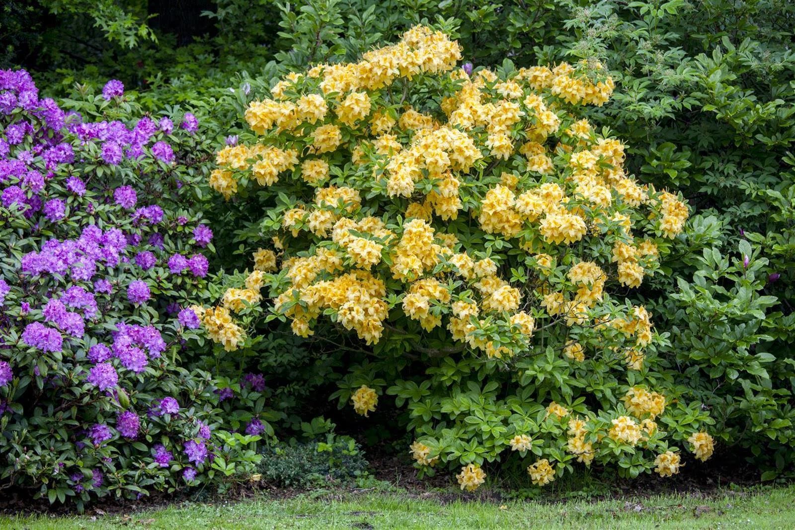Rhododendron luteum 'Goldpracht', gelb, 50&ndash;60 cm 