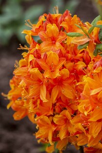 Rhododendron luteum 'Klondyke', gelb-orange, 50–60 cm 