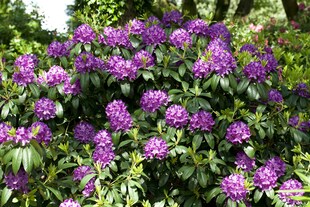 Rhododendron 'Catawbiense Grandiflorum', lila, 30–40 cm, INKARHO 
