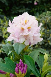 Rhododendron Hybr. 'Eskimo', weiß, 40–50 cm 