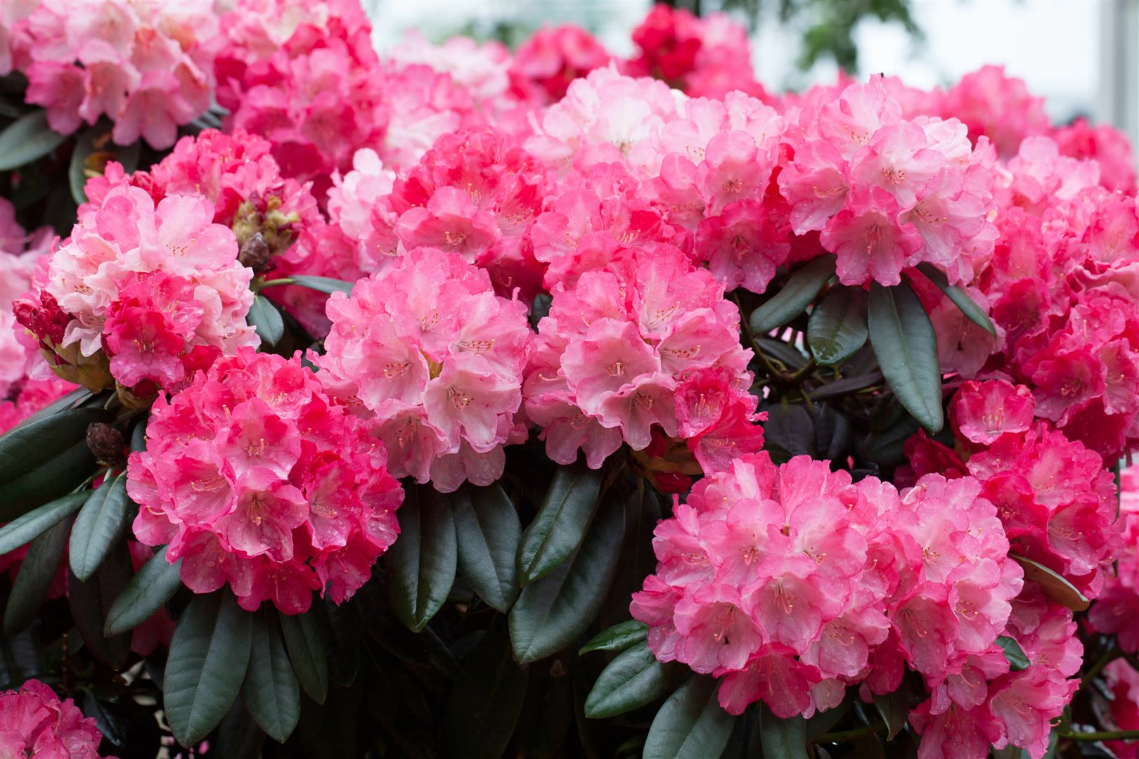 Rhododendron yakushimanum 'Fantastica', rosa-rot, 40&ndash;50 cm 