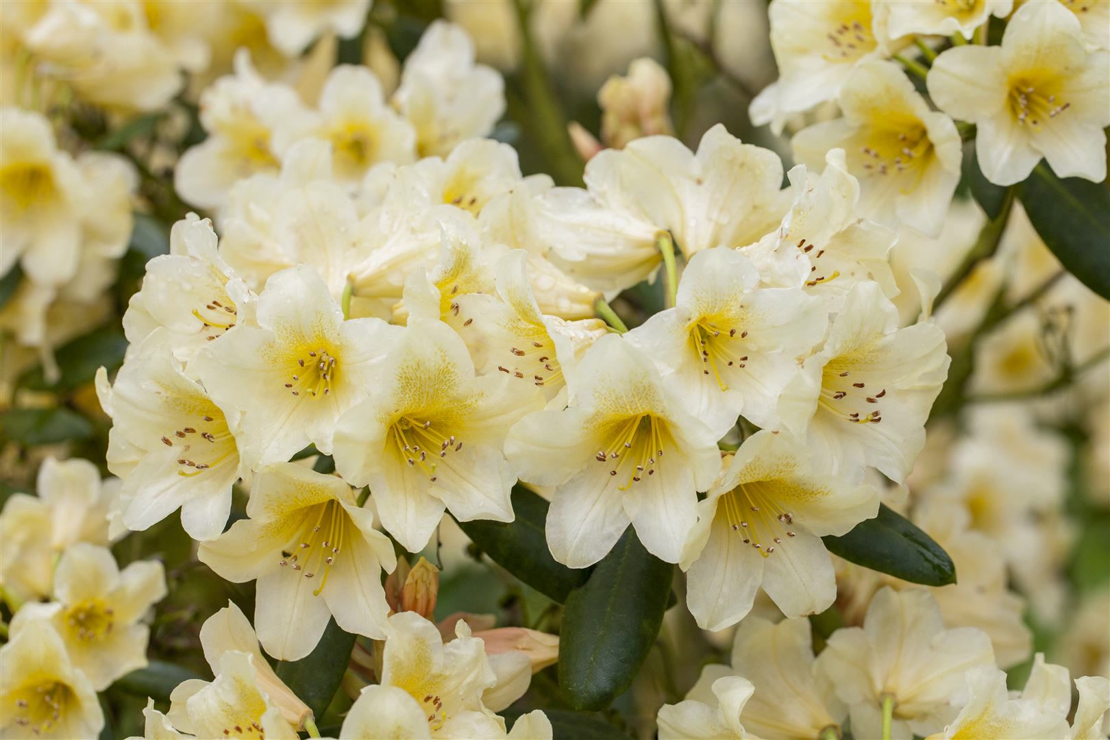 Rhododendron yakushimanum 'Millenium Gold', gelb, 40&ndash;50 cm 