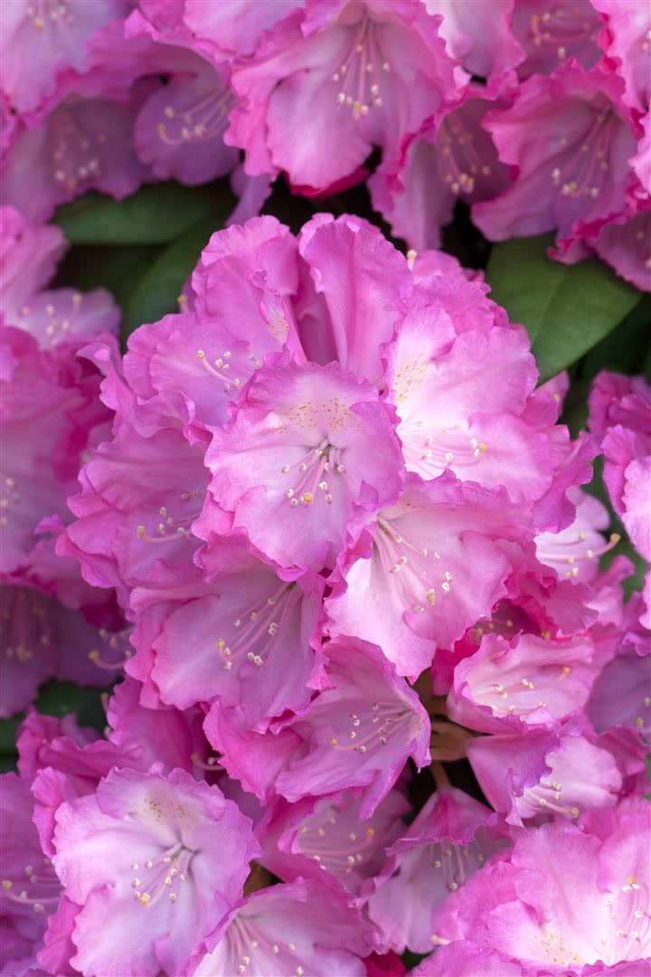 Rhododendron yakushimanum 'Polaris', rosa Bl&uuml;ten, 40&ndash;50 cm 