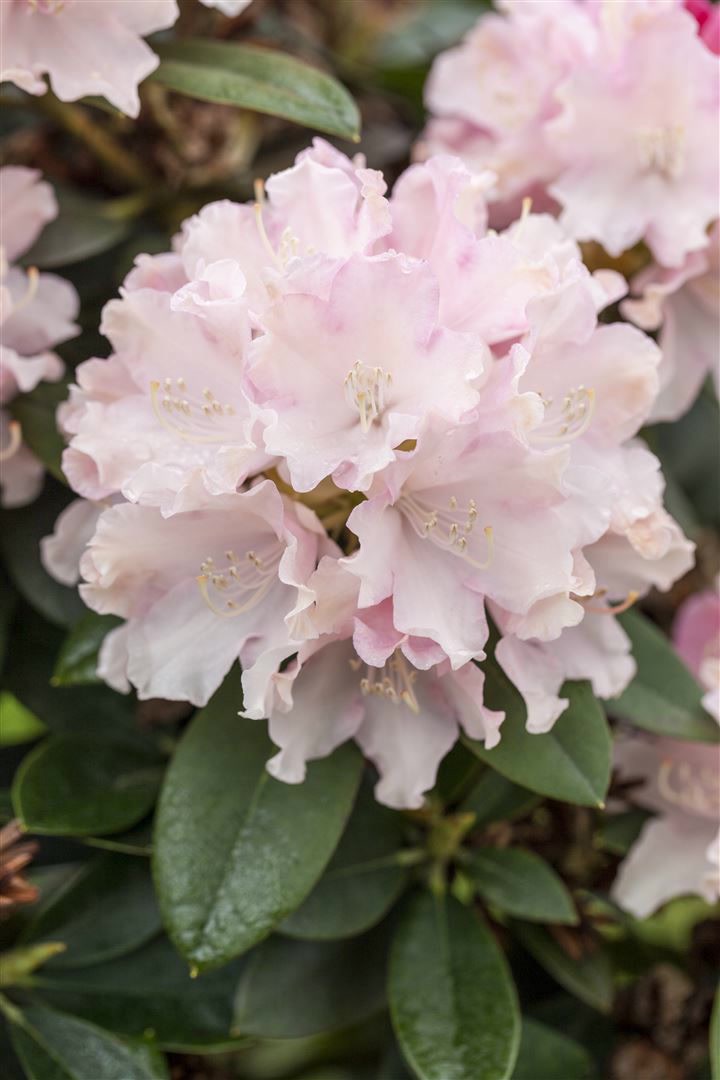Rhododendron yak. 'Schneekrone', wei&szlig;, 40&ndash;50 cm 