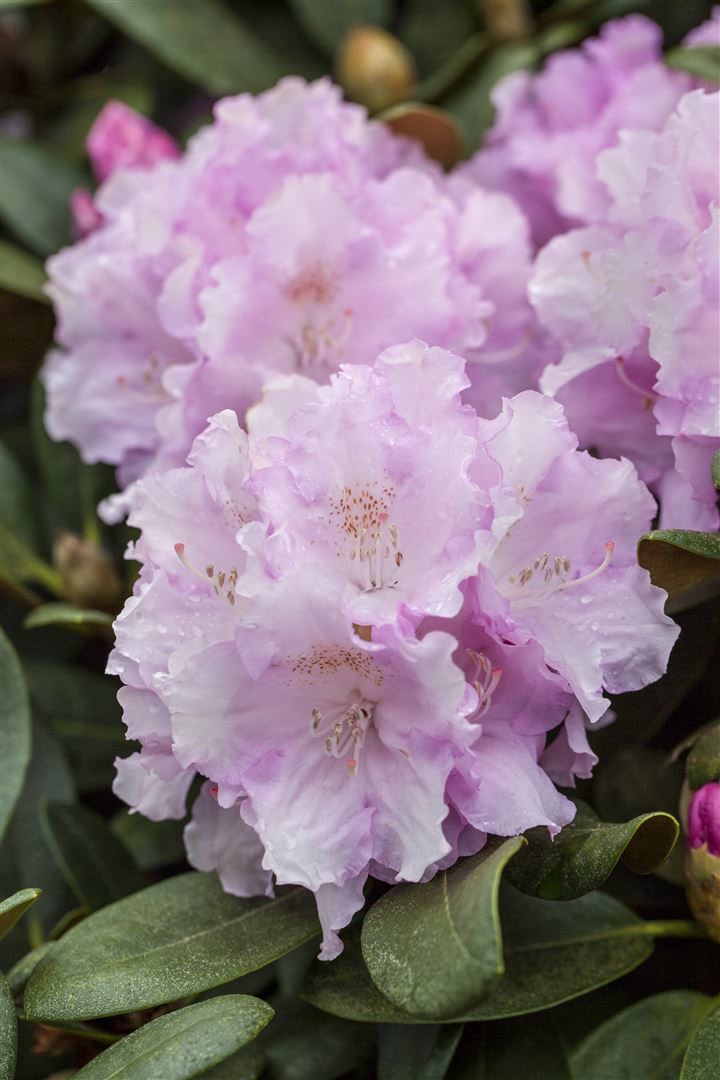 Rhododendron yakushimanum 'Silberwolke', wei&szlig;, 40&ndash;50 cm 
